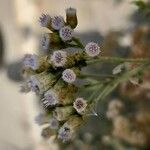 Pluchea dioscoridis Blüte