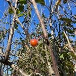 Crataegus phaenopyrum ফল