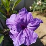 Ruellia simplex Çiçek