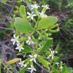 Lumnitzera racemosa Flower