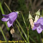 Campanula fritschii Habit