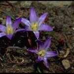 Brodiaea terrestris 花