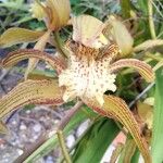 Cymbidium tracyanum Çiçek