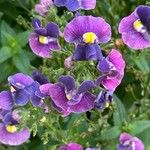 Mimulus ringens Flower