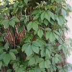 Parthenocissus inserta 形態