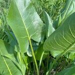 Silphium terebinthinaceum Leaf