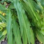 Roscoea purpurea Ліст