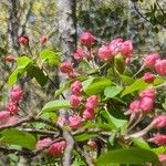 Malus × floribundaফুল