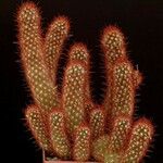 Mammillaria elongata Агульны выгляд