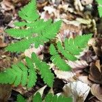 Gymnocarpium dryopteris Folha