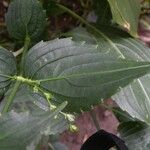 Strobilanthes hamiltoniana Leaf