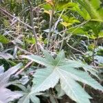 Ricinus communis Leaf