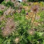 Pulsatilla patens Blatt