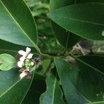 Avicennia germinans Other