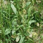 Rumex arifolius Leaf