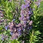 Nepeta grandiflora Flor