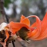 Butea monosperma Flower