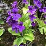 Pinguicula grandiflora Flower