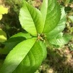 Prunus avium Hostoa