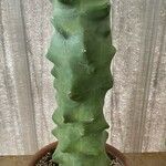 Lophocereus schottiiLeaf