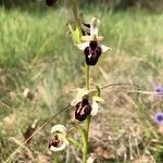 Ophrys sphegodesᱵᱟᱦᱟ