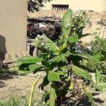 Nicotiana tabacum Pokrój