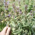 Salvia officinalisЦвят