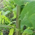 Sonchus oleraceus Bark