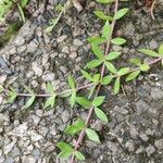 Sedum sarmentosum Habit