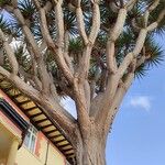 Dracaena draco Habitatea