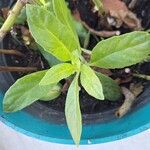 Gynura procumbens Folha