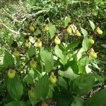 Cypripedium calceolus Habitus