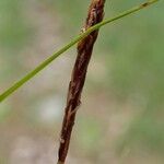 Carex montana Fruto