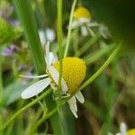 Matricaria chamomilla Λουλούδι