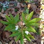 Cardamine heptaphylla Ліст