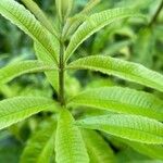 Aloysia citriodora Blad