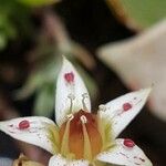 Dudleya edulis Flower