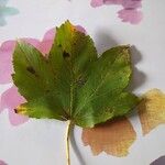 Acer pseudoplatanusBlad