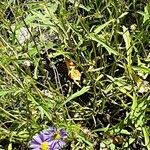 Brachyscome iberidifolia Leaf