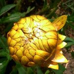 Helichrysum bracteatum പുഷ്പം