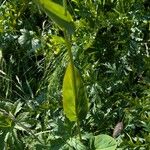 Bupleurum longifolium Leaf