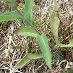 Centaurea phrygia 叶