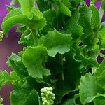 Lactuca sativa Leaf