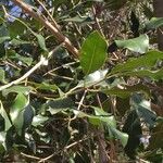 Olea capensis Folha