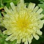 Hieracium berardianum Fleur