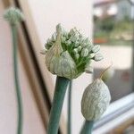 Allium cepa Blomma