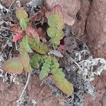 Sonchus radicatus Blad