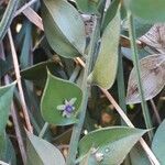 Ruscus aculeatus Blomst