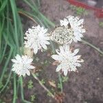 Astrantia major Λουλούδι