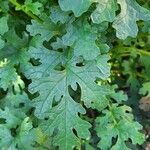 Senecio doria Leaf